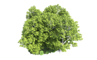 verde foresta isolato su sfondo. 3d interpretazione - illustrazione png