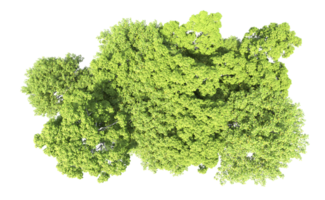 verde floresta isolado em fundo. 3d Renderização - ilustração png