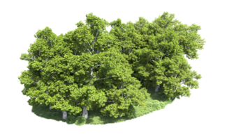 Green forest isolated on background. 3d rendering - illustration png