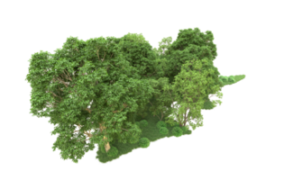 vert forêt isolé sur Contexte. 3d le rendu - illustration png