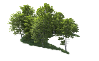 Green forest isolated on background. 3d rendering - illustration png