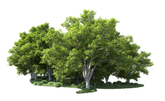 Green forest isolated on background. 3d rendering - illustration png