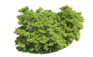 Green forest isolated on background. 3d rendering - illustration png