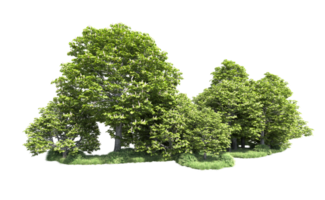 Green forest isolated on background. 3d rendering - illustration png