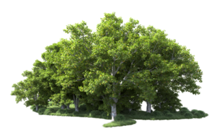 Green forest isolated on background. 3d rendering - illustration png