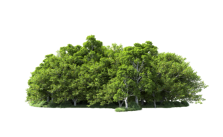 vert forêt isolé sur Contexte. 3d le rendu - illustration png