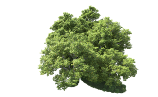 verde floresta isolado em fundo. 3d Renderização - ilustração png