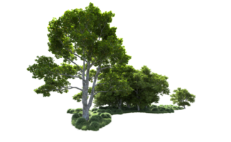 Green forest isolated on background. 3d rendering - illustration png