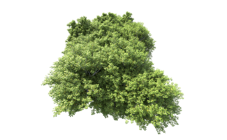 vert forêt isolé sur Contexte. 3d le rendu - illustration png