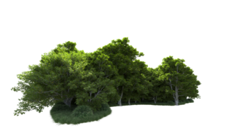 Green forest isolated on background. 3d rendering - illustration png