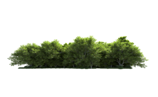 Green forest isolated on background. 3d rendering - illustration png