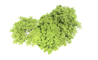 Green forest isolated on background. 3d rendering - illustration png