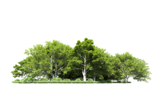 Green forest isolated on background. 3d rendering - illustration png