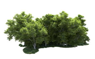 Green forest isolated on background. 3d rendering - illustration png