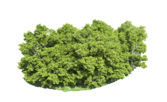 Green forest isolated on background. 3d rendering - illustration png