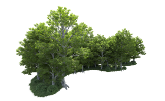 Green forest isolated on background. 3d rendering - illustration png