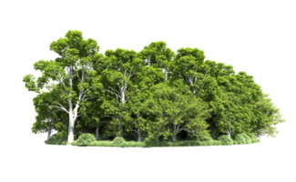 Green forest isolated on background. 3d rendering - illustration png