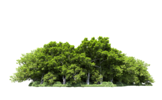 Green forest isolated on background. 3d rendering - illustration png