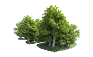 Green forest isolated on background. 3d rendering - illustration png