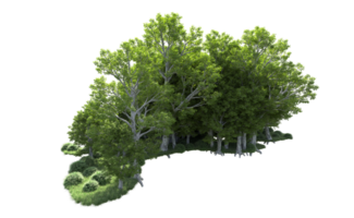 Green forest isolated on background. 3d rendering - illustration png