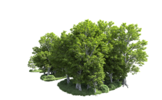 Green forest isolated on background. 3d rendering - illustration png