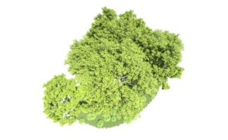 Green forest isolated on background. 3d rendering - illustration png
