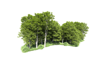 vert forêt isolé sur Contexte. 3d le rendu - illustration png