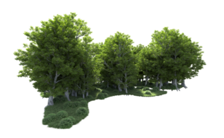 Green forest isolated on background. 3d rendering - illustration png