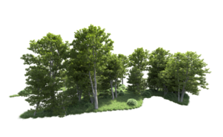 verde foresta isolato su sfondo. 3d interpretazione - illustrazione png