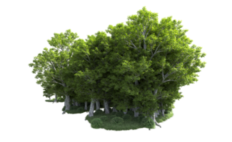 vert forêt isolé sur Contexte. 3d le rendu - illustration png