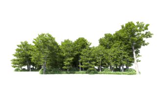 Green forest isolated on background. 3d rendering - illustration png