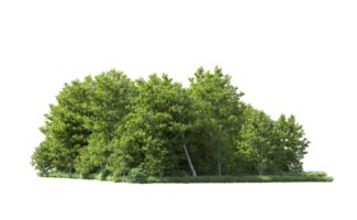 Green forest isolated on background. 3d rendering - illustration png