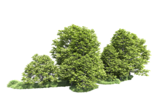 Green forest isolated on background. 3d rendering - illustration png