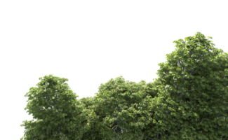 Green forest isolated on background. 3d rendering - illustration png