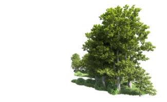 Green forest isolated on background. 3d rendering - illustration png