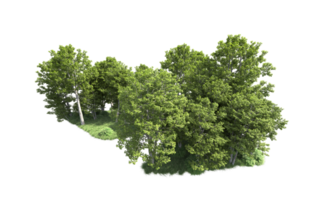 Green forest isolated on background. 3d rendering - illustration png