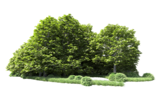 Green forest isolated on background. 3d rendering - illustration png