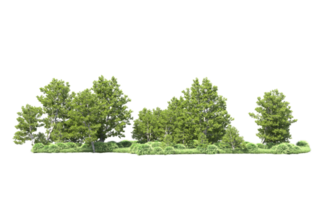 Green forest isolated on background. 3d rendering - illustration png