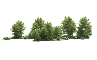 Green forest isolated on background. 3d rendering - illustration png