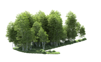 Green forest isolated on background. 3d rendering - illustration png