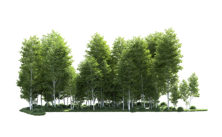 Green forest isolated on background. 3d rendering - illustration png