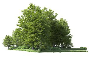 Green forest isolated on background. 3d rendering - illustration png