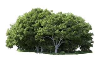 Green forest isolated on background. 3d rendering - illustration png