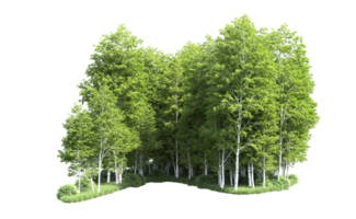 Green forest isolated on background. 3d rendering - illustration png