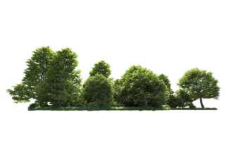 Green forest isolated on background. 3d rendering - illustration png