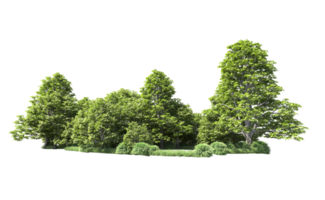 Green forest isolated on background. 3d rendering - illustration png