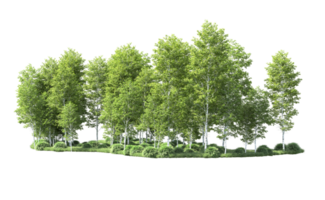 Green forest isolated on background. 3d rendering - illustration png