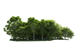 Green forest isolated on background. 3d rendering - illustration png