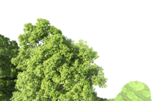 Green forest isolated on background. 3d rendering - illustration png