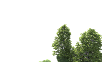 Green forest isolated on background. 3d rendering - illustration png